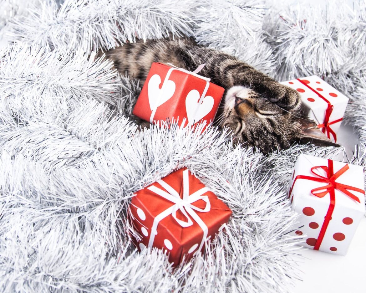 5 idee regalo per chi ama i gatti