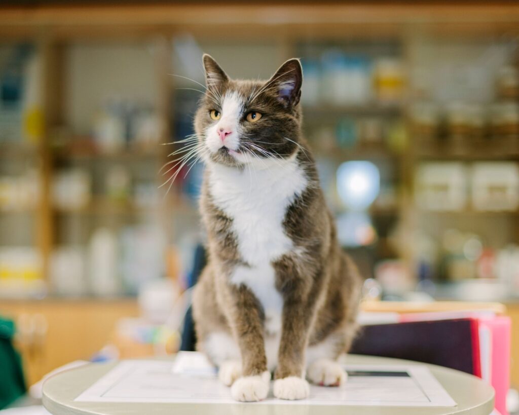 farmacie veterinarie a Milano