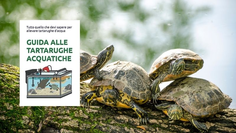 5 cose da regalare agli amanti degli animali esotici