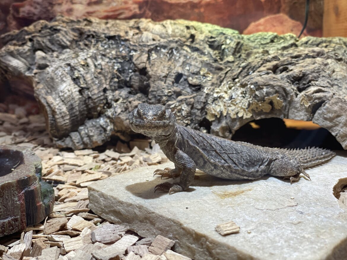 regali da fare agli amanti degli animali esotici