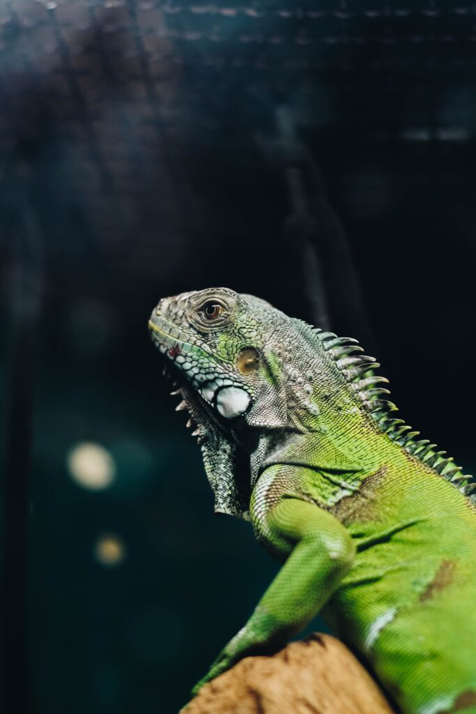 5 cose da regalare agli amanti degli animali esotici