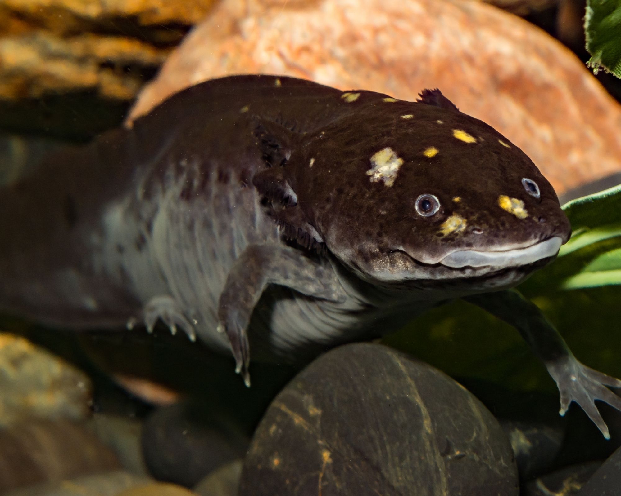 il fantastico mondo degli axolotl