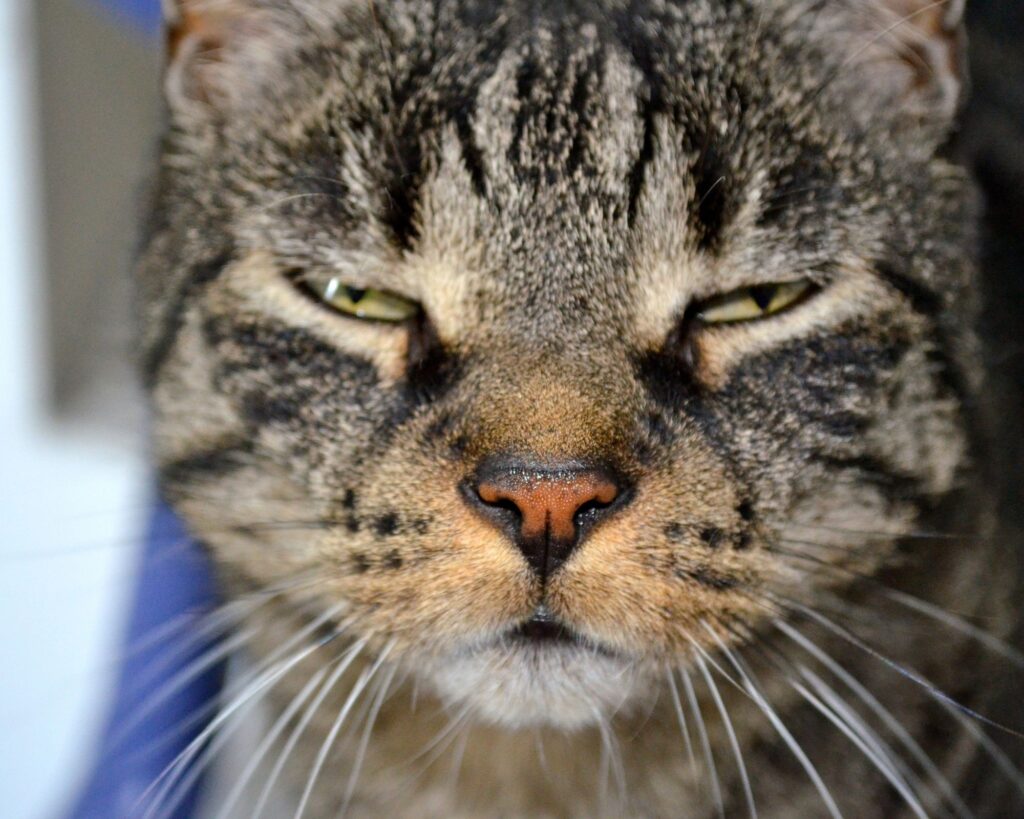 come addestrare i gatti a recitare