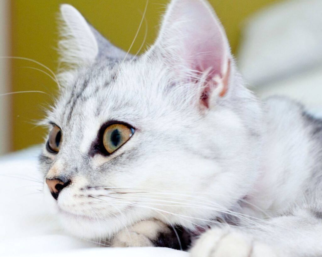come addestrare i gatti a recitare