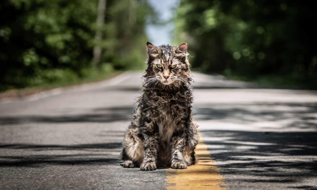 come addestrare i gatti a recitare