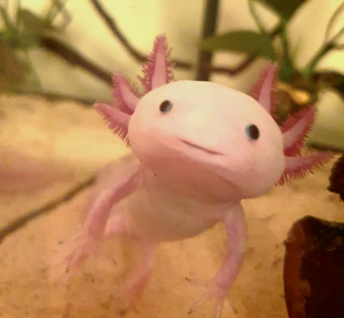 il fantastico mondo degli axolotl