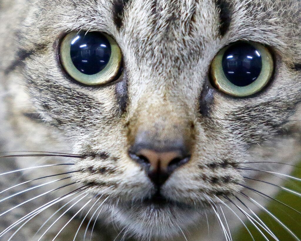 cani e gatti: cosa dice la legge a Genova