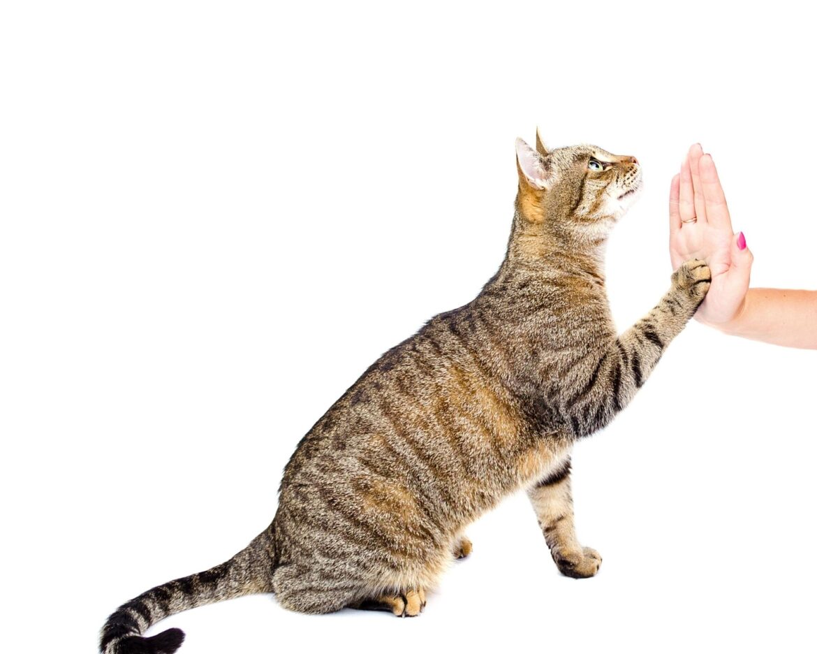 come addestrare i gatti a recitare