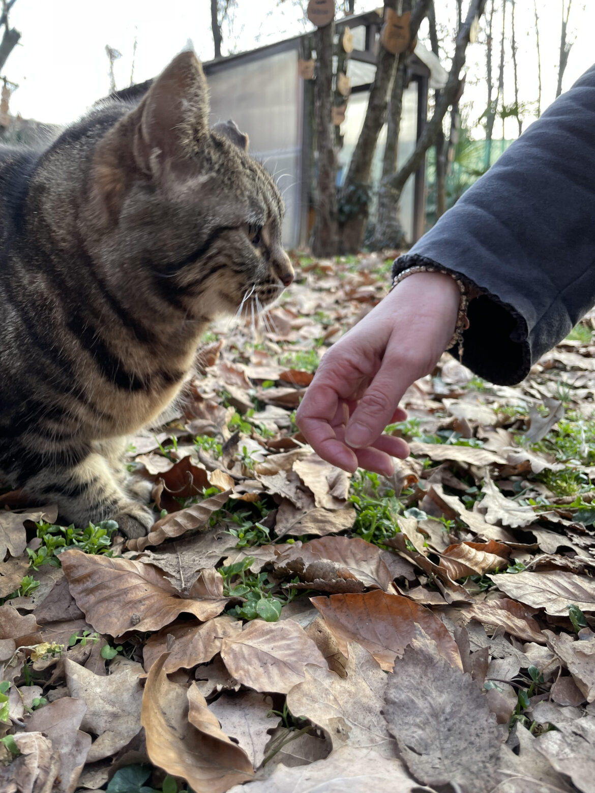 oasi felina gattaland