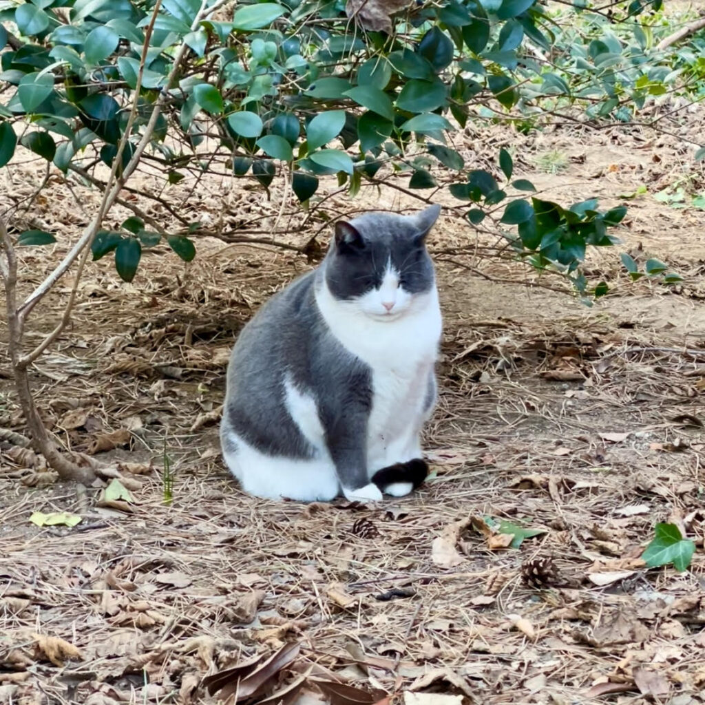 oasi felina gattaland