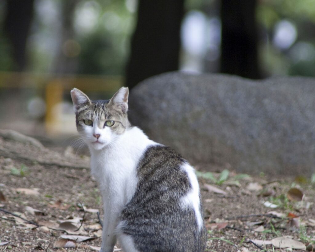 oasi felina Gattaland