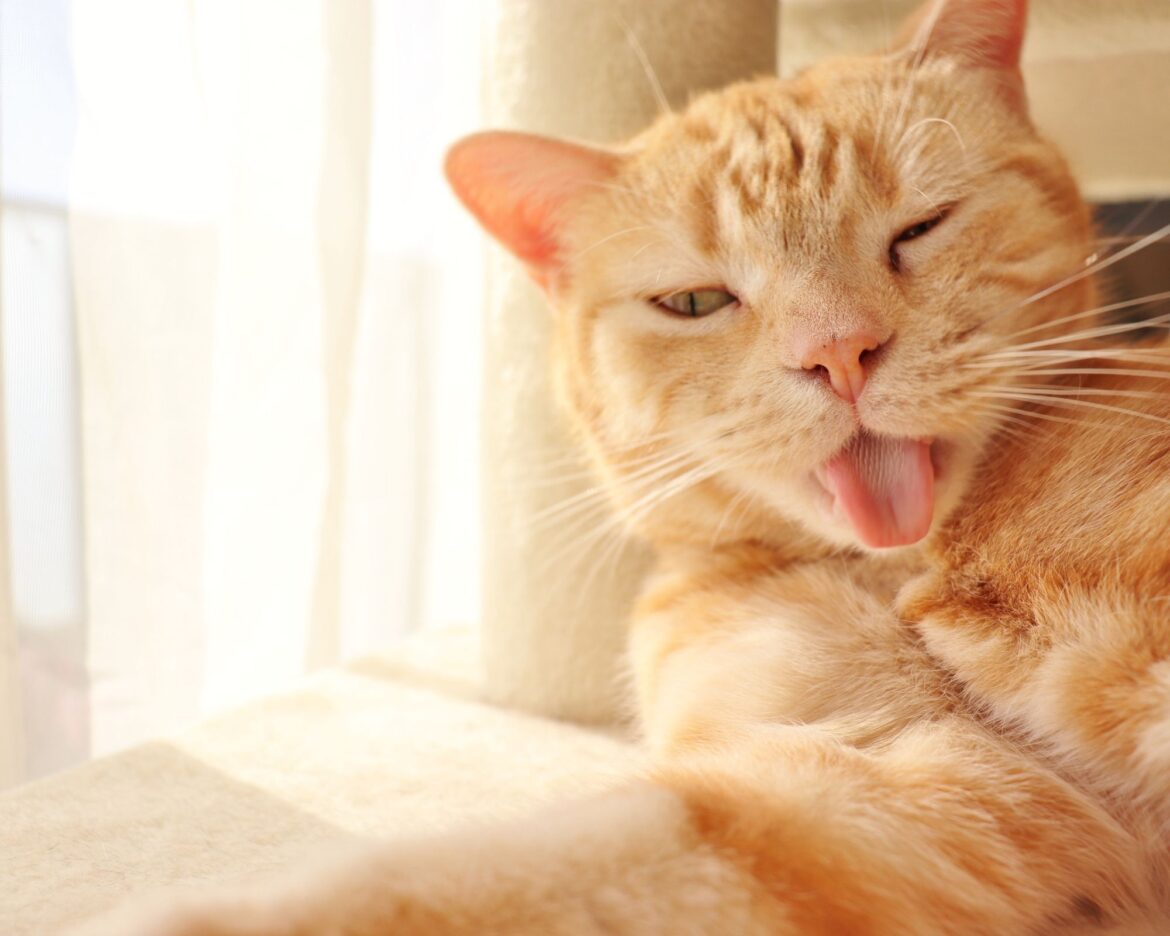 10 cose strane sui gatti