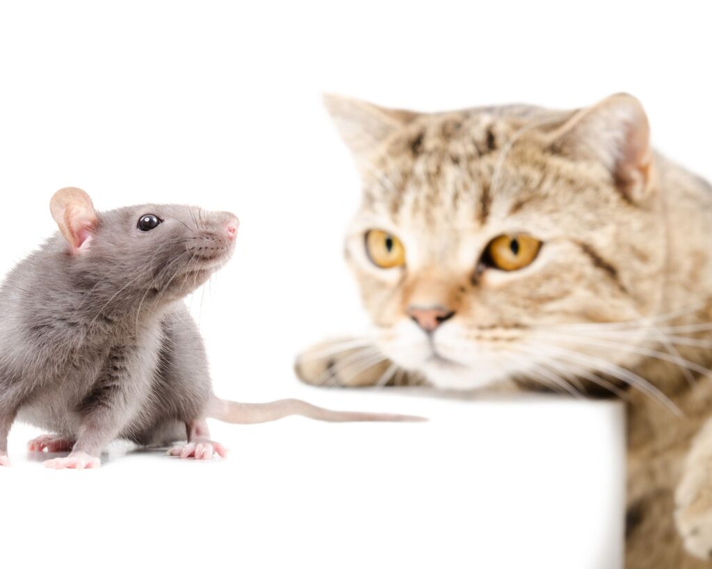 10 cose strane sui gatti