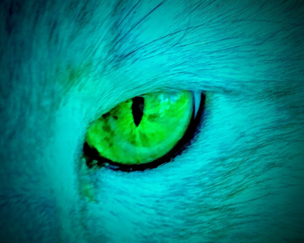 10 cose strane sui gatti