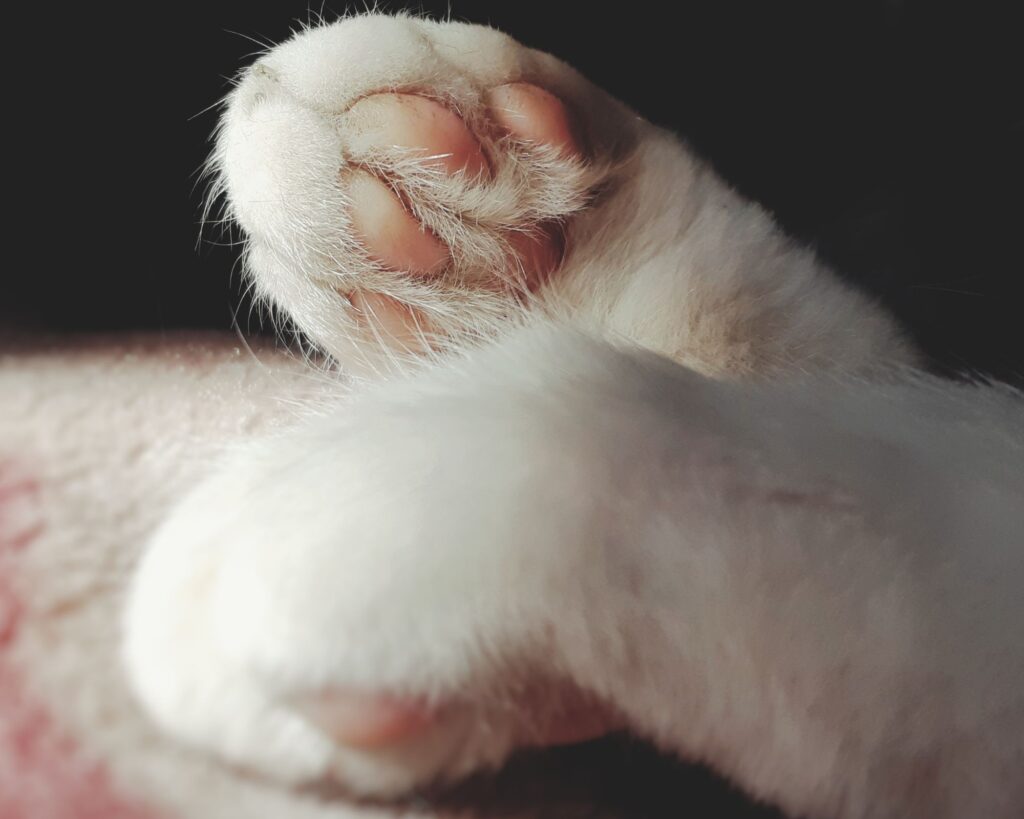 10 cose strane sui gatti