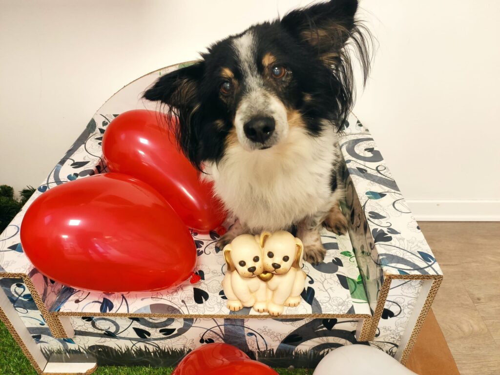 5 pasticcerie per cani a Milano e dintorni