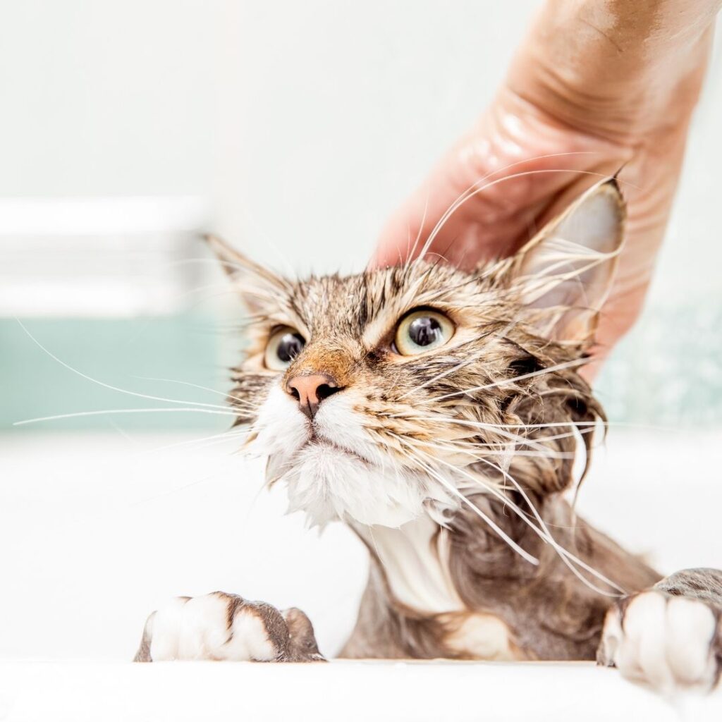 5 consigli per lavare il gatto in casa lovemypets
