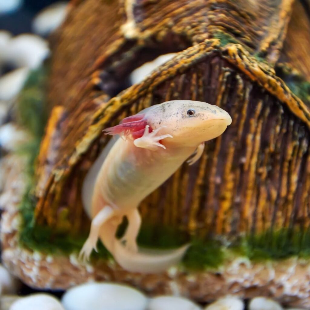 5 cose da sapere se vuoi un axolotl