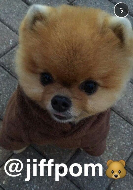 i 5 cani influencer più famosi
