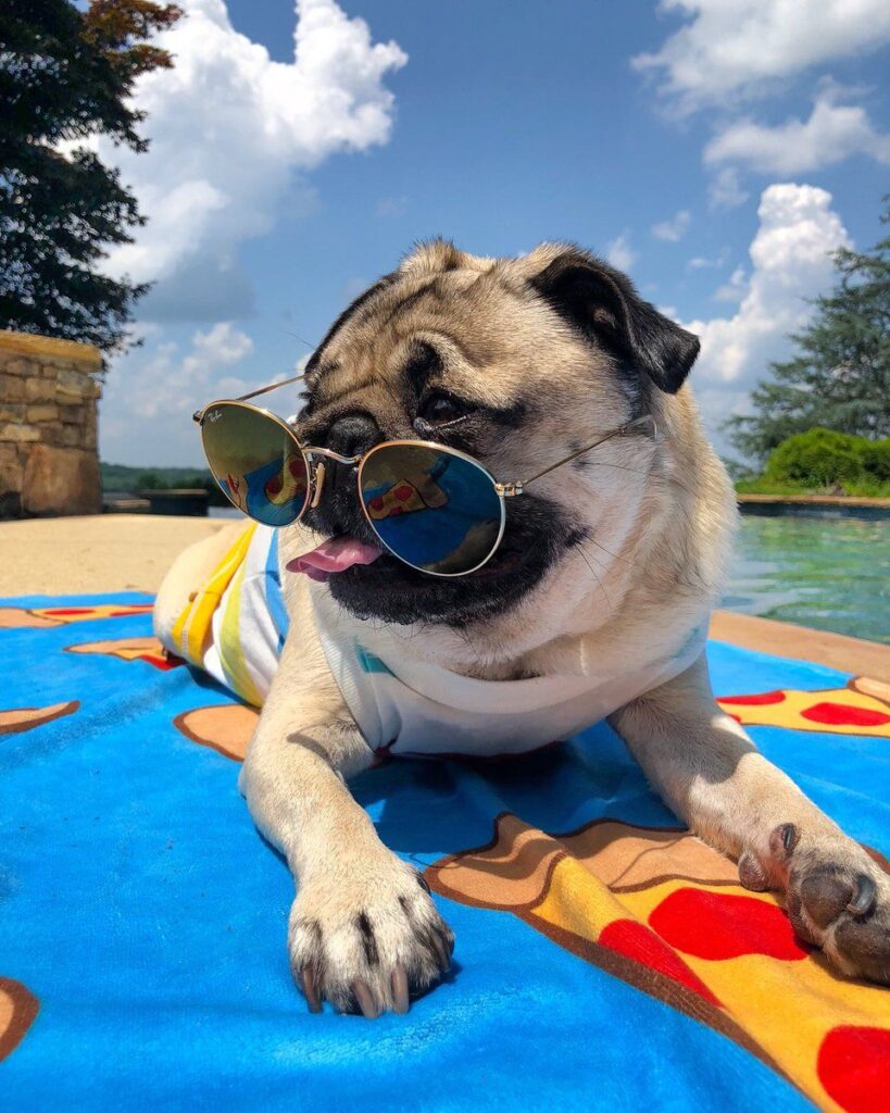 5 cani influencer più famosi