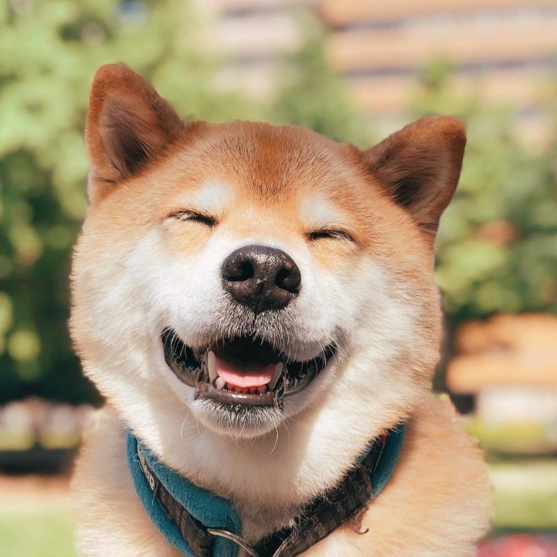 i 5 cani influencer più famosi