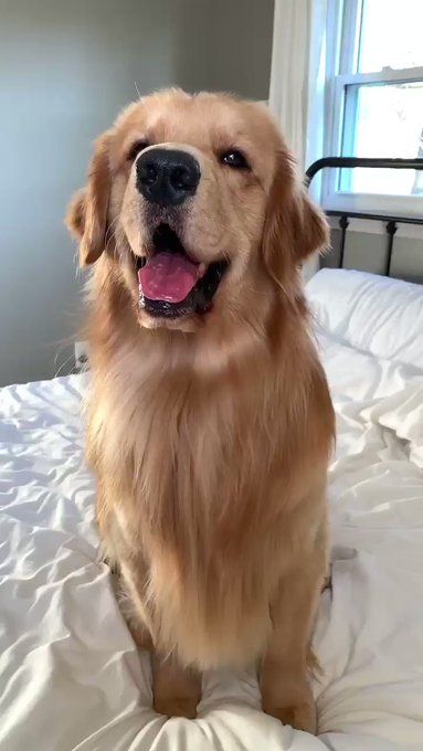 i 5 cani influencer più famosi