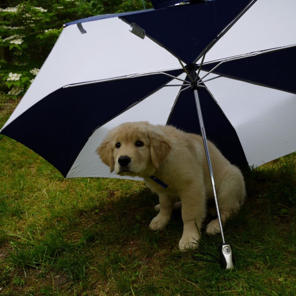 5 modi di dire sui cani