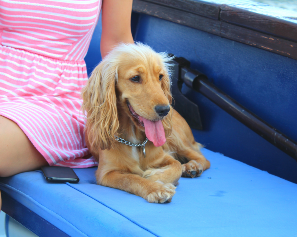 viaggiare in traghetto con il cane regole da seguire estate 2022