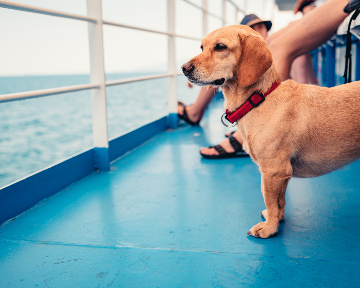 viaggiare in traghetto con il cane regole da seguire