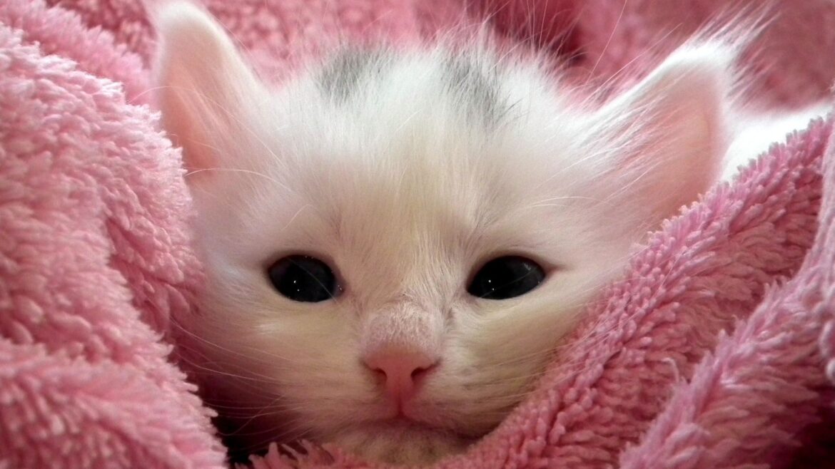 come prendersi cura di un gattino appena nato