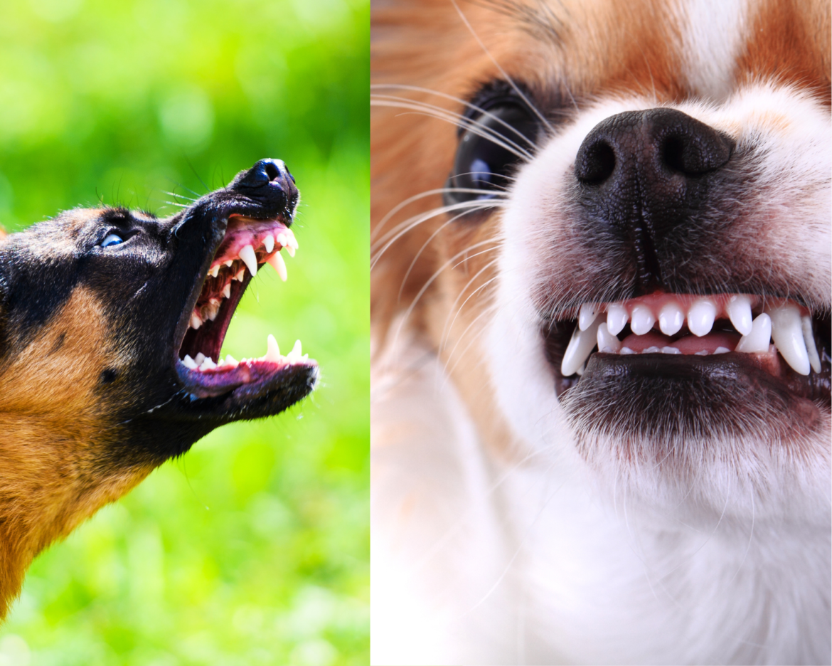 Razze pericolose: è vero che il carattere di un cane dipende da come lo si educa?