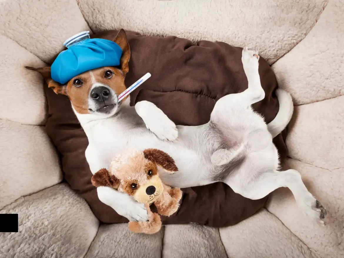 permesso-per-animale-domestico