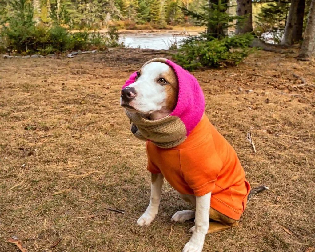 combattere-il-freddo-cane-con-il-cappottino