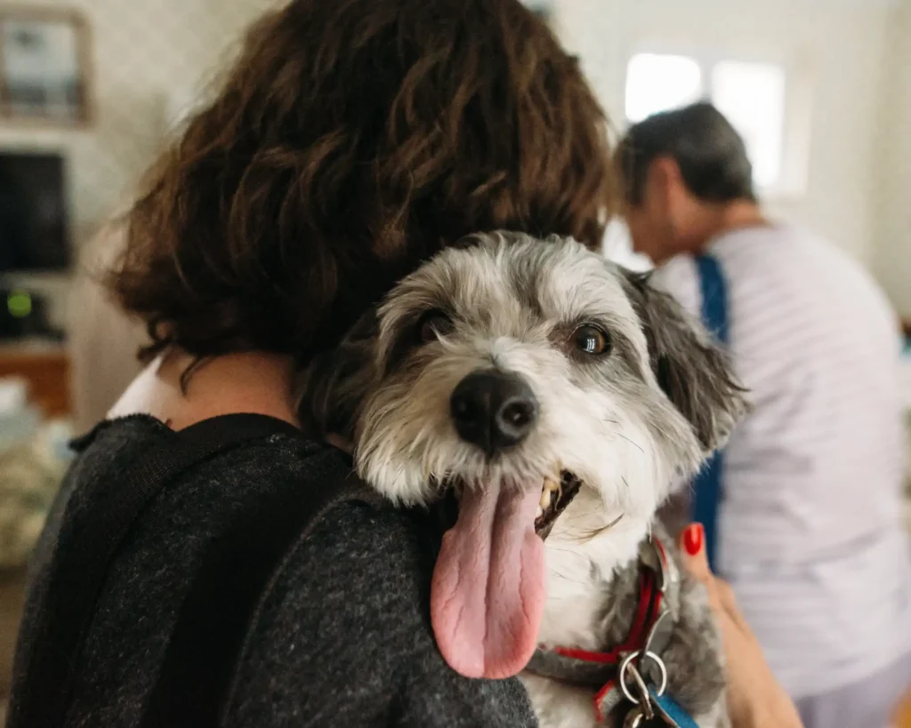 cane meticcio in braccio