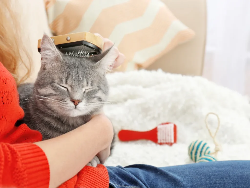 gatto grigio che viene spazzolato per evitare che vomiti il pelo