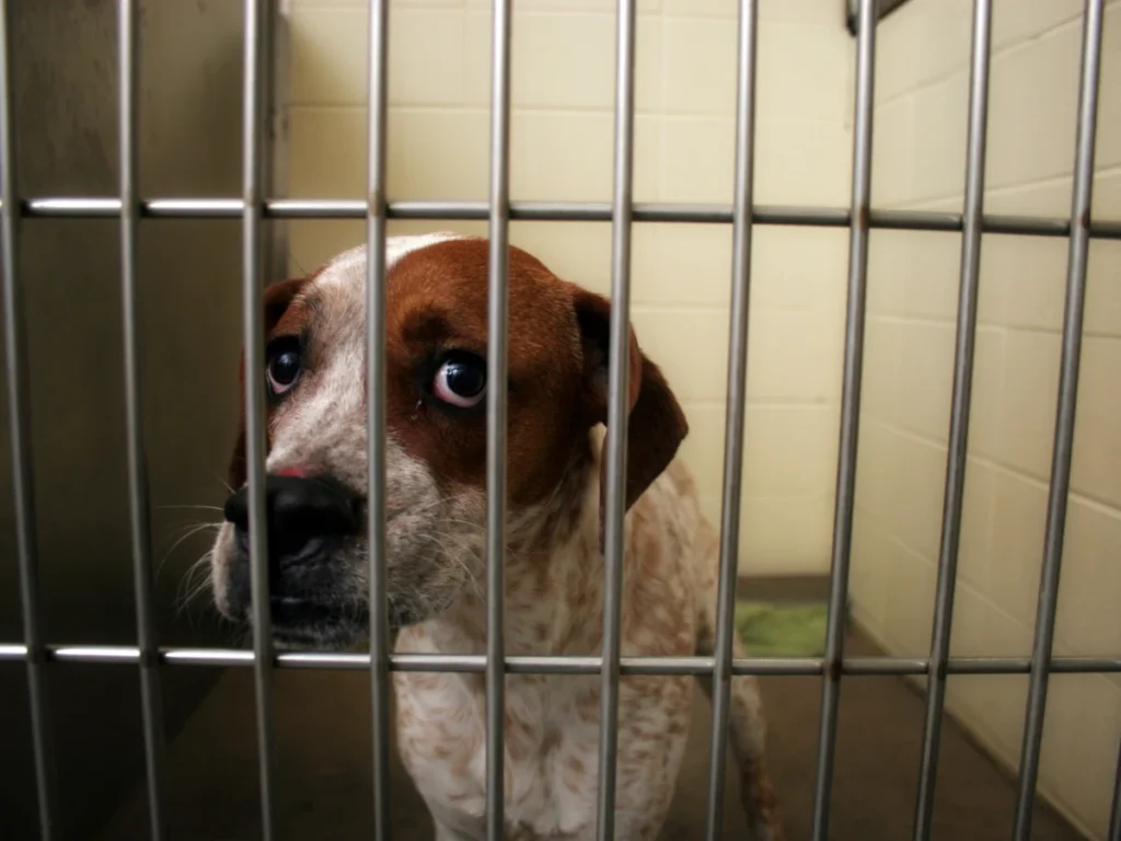 cane bianco e marrone dietro le sbarre