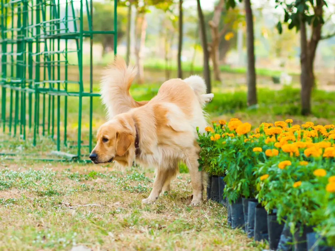 golden retriever che fa pipì sui fiori