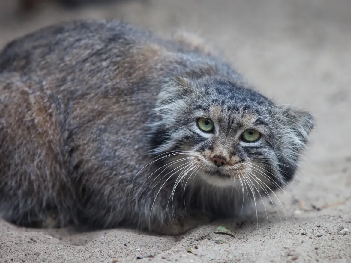 Il gatto di Pallas