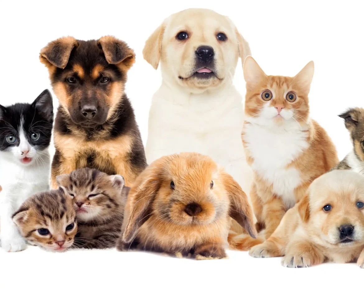 animali domestici