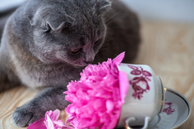 gatto certosino che fa cadere un vaso di fiori 
