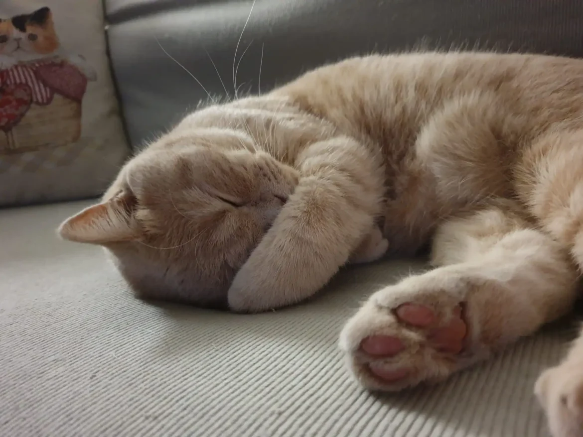 gatto-vritish-shorthair