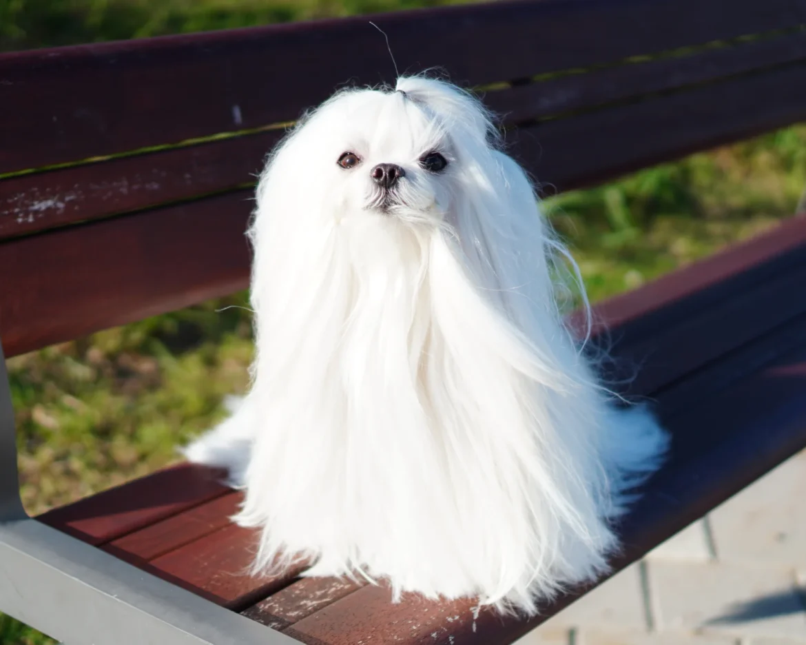 maltese-a-pelo-lungo